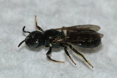 Ceratina strenua
