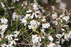 Cryptandra arbutiflora