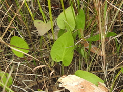 Liparophyllum exaltatum