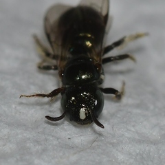 Ceratina strenua
