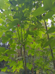 Euonymus occidentalis