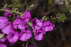 Tetratheca hispidissima