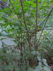 Euonymus occidentalis