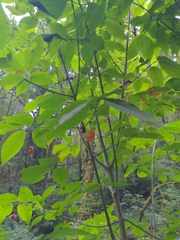 Euonymus occidentalis