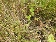 Liparophyllum exaltatum