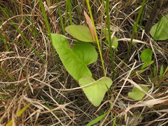 Liparophyllum exaltatum