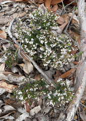 Cryptandra arbutiflora
