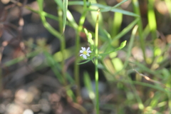 Symphyotrichum subulatum