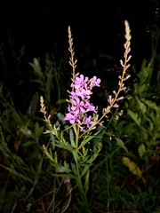 Lythrum virgatum
