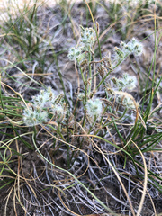 Cryptantha fendleri