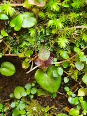 Corybas iridescens