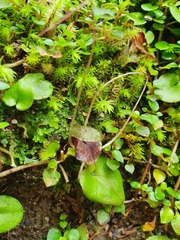 Corybas iridescens