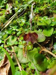 Corybas iridescens