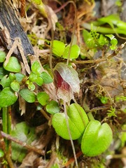 Corybas