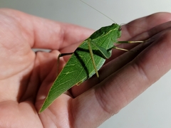 Microcentrum rhombifolium