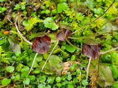 Corybas iridescens