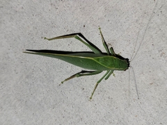 Microcentrum rhombifolium