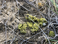 Candelariella