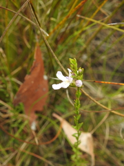 Westringia tenuicaulis