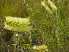 Melaleuca pachyphylla