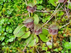 Corybas iridescens