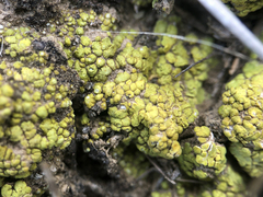 Candelariella