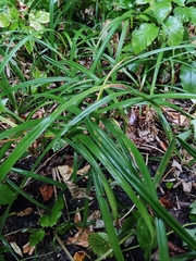 Carex pilosa