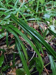 Carex pilosa