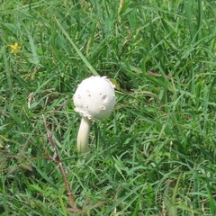 Macrolepiota dolichaula