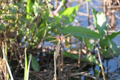 Libellula needhami