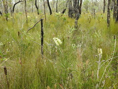 Melaleuca pachyphylla