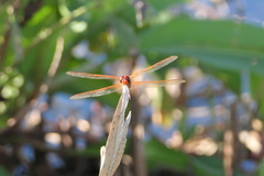 Libellula needhami