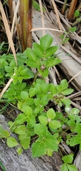 Angelica lucida