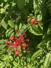 Odontonema cuspidatum