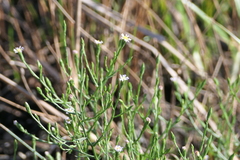 Symphyotrichum subulatum