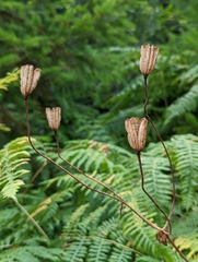 Lilieae