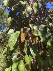Philodendron erubescens