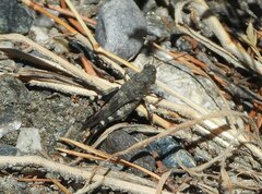 Oedipoda germanica