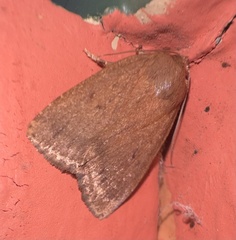 Amphipyra tragopoginis