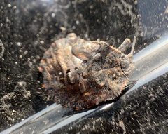 Brochymena