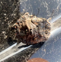 Brochymena