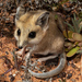 Fat-tailed Dunnart - Photo (c) timrudman, some rights reserved (CC BY-NC), uploaded by timrudman