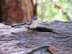 Eopsaltria georgiana