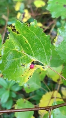 Harmandiola tremulae