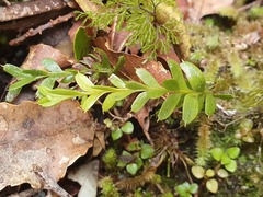 Tmesipteris tannensis