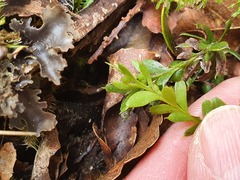 Tmesipteris tannensis