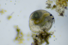 Chydorus