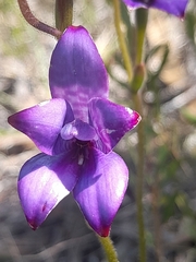 Elythranthera brunonis