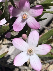 Eriostemon australasius
