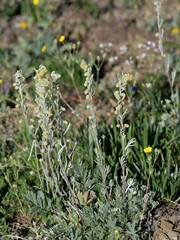 Artemisia furcata